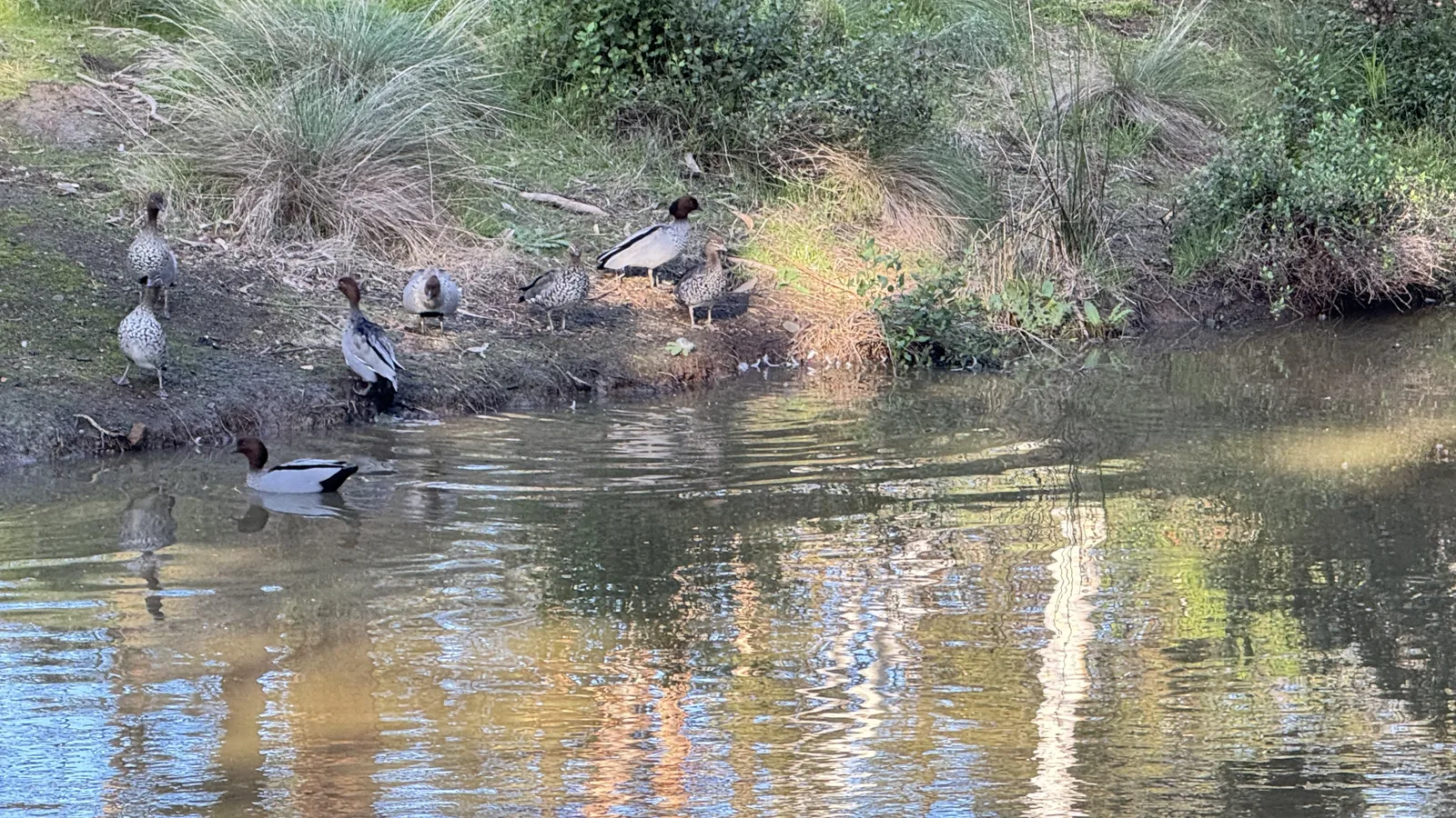 Native waterbirds at the resort pond