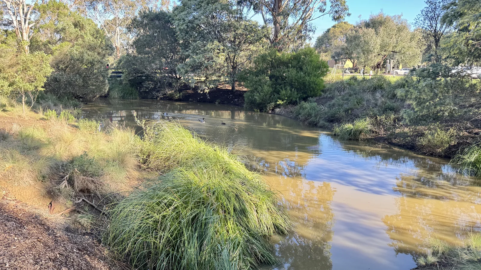 Bushland pond and walking area at the resort